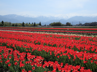 入善フラワーロード